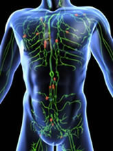view of body's lymphatic system